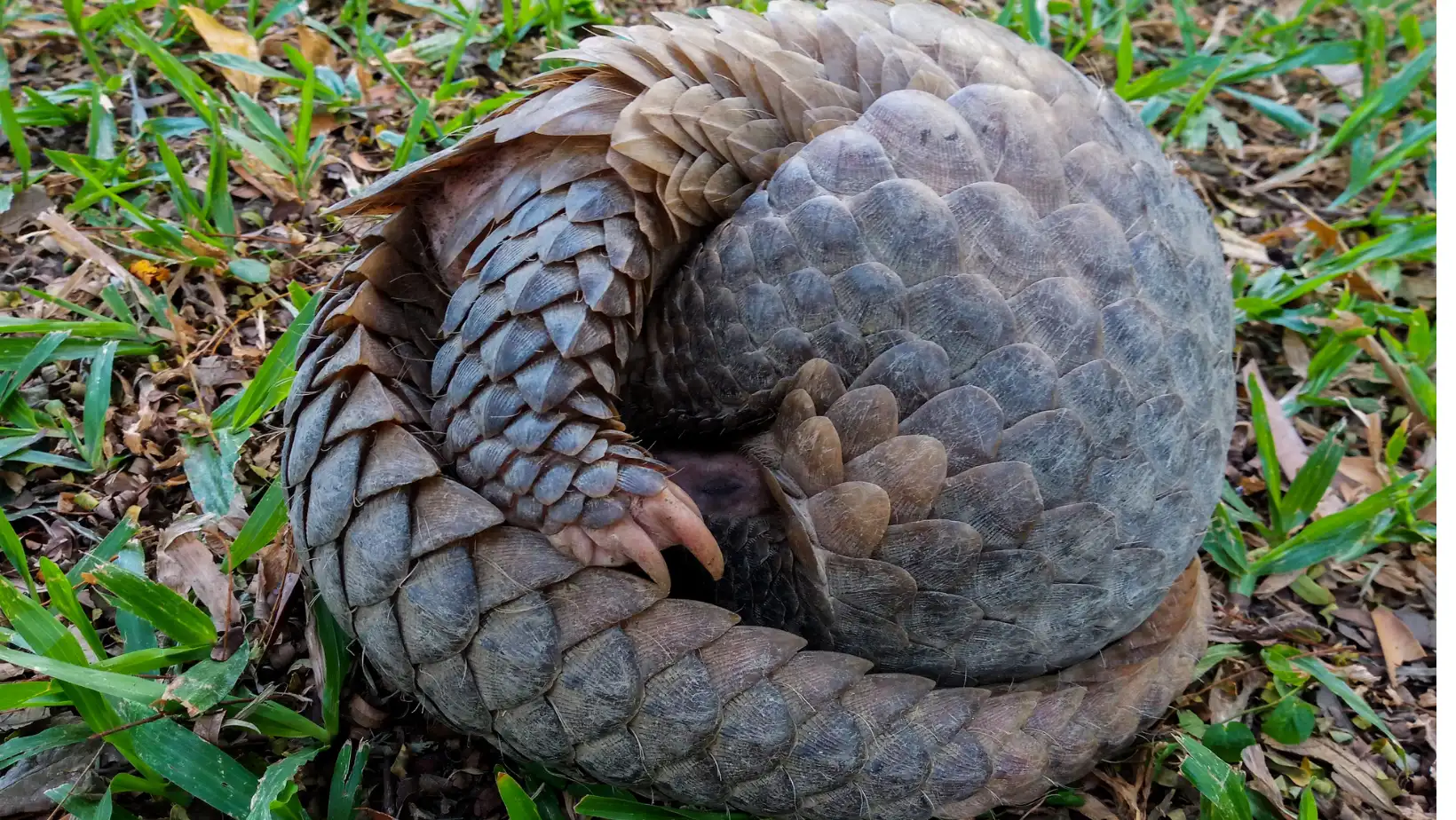 Wildlife Protection Banner placeholder (1)