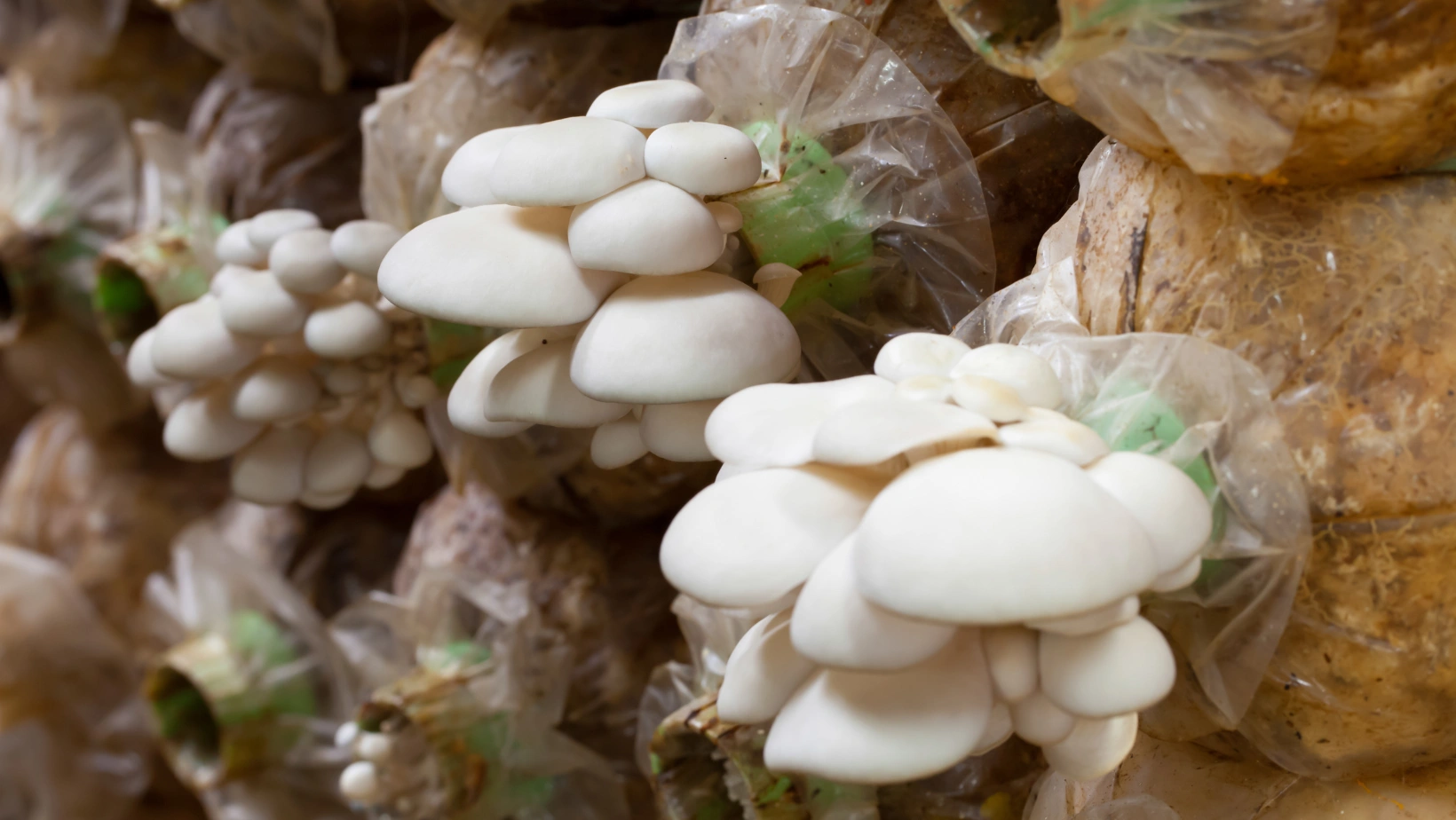 Wildlife Protection Banner placeholder